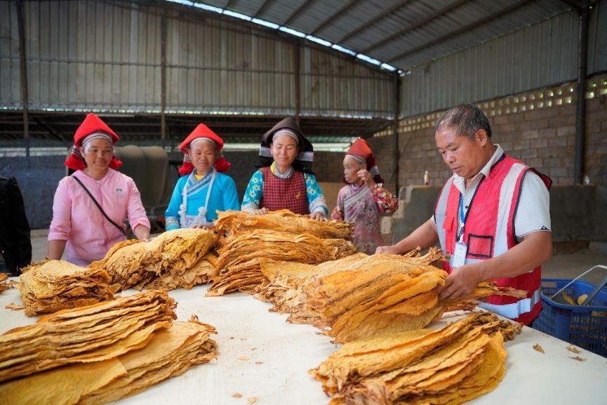 云南文山州2024烤煙年度總結，我司承建的烤煙項目被官方肯定，并作為典型案例進行重點宣傳、推廣